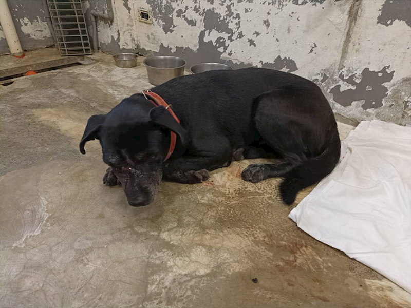 新竹市動物保護教育園區,編號:440227, 混種犬          