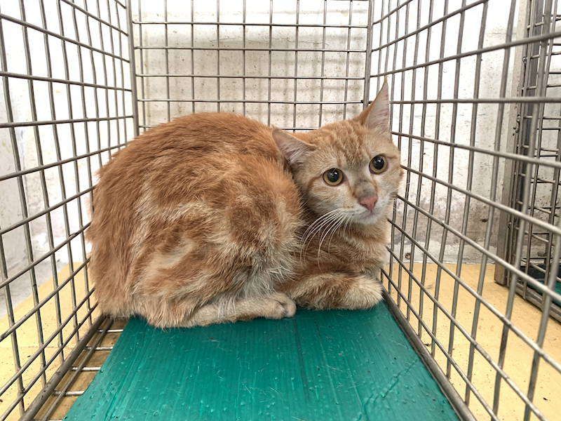 臺北市動物之家,編號:445483, 混種貓                 