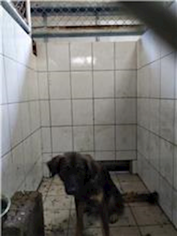 連江縣動物之家,編號:117464, 混種犬          