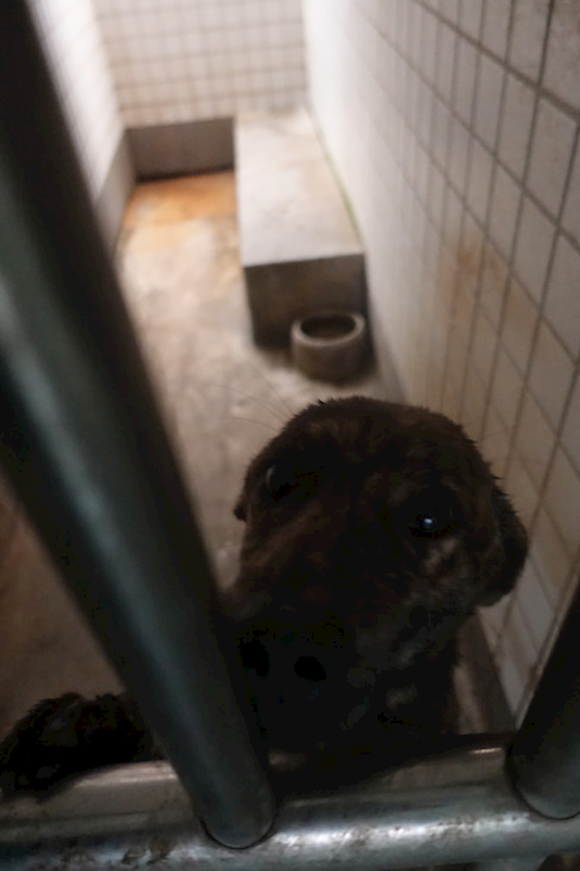 宜蘭縣流浪動物中途之家,編號:450141, 混種犬          