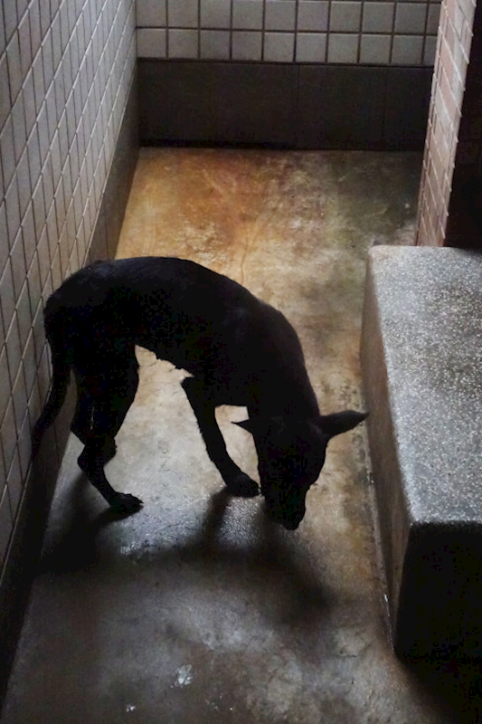宜蘭縣流浪動物中途之家,編號:450140, 混種犬          