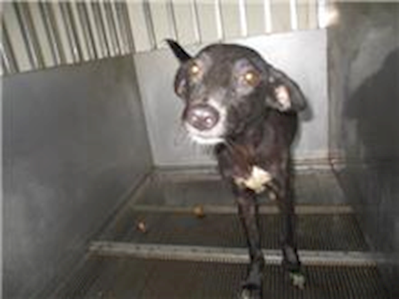 桃園市動物保護教育園區,編號:271640, 混種犬          