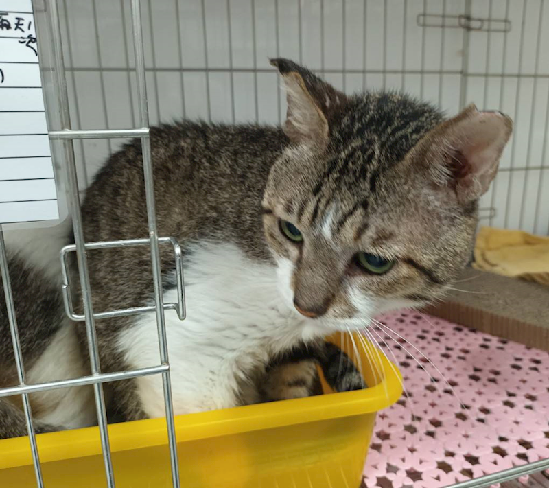 新北市板橋區公立動物之家,編號:450067, 混種貓                 