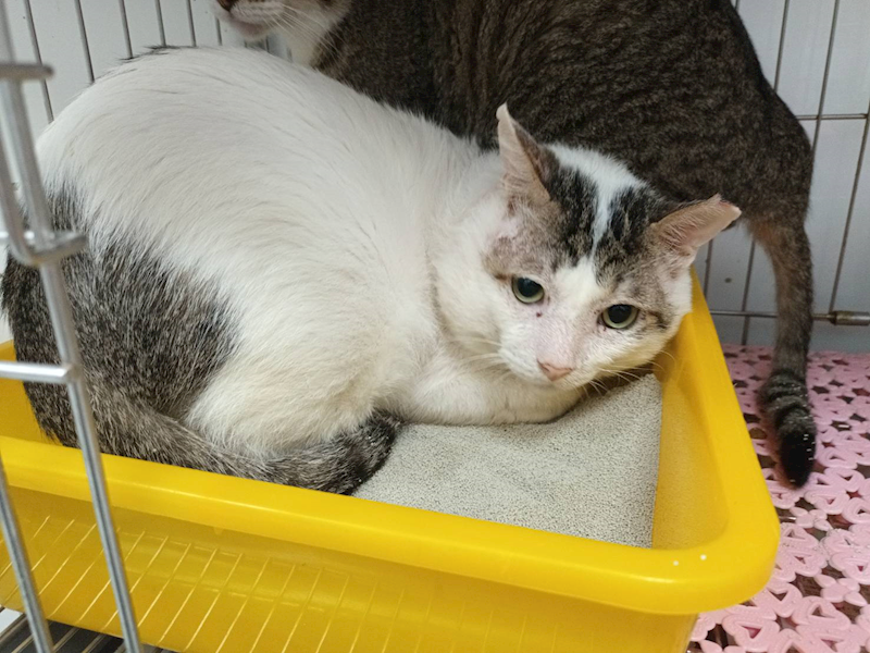 新北市板橋區公立動物之家,編號:450066, 混種貓                 