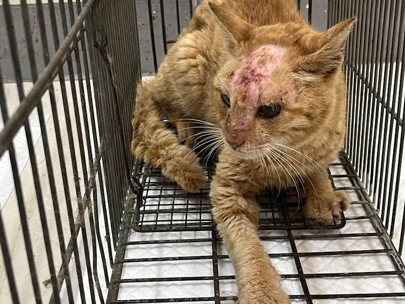 金門縣動物收容中心,編號:450092, 混種貓                 