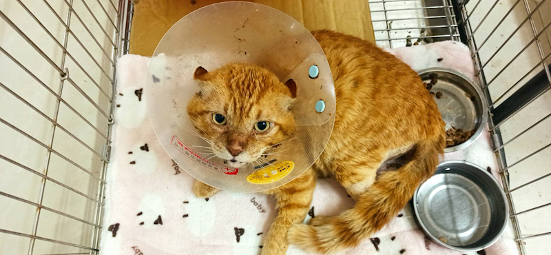 金門縣動物收容中心,編號:450088, 混種貓                 