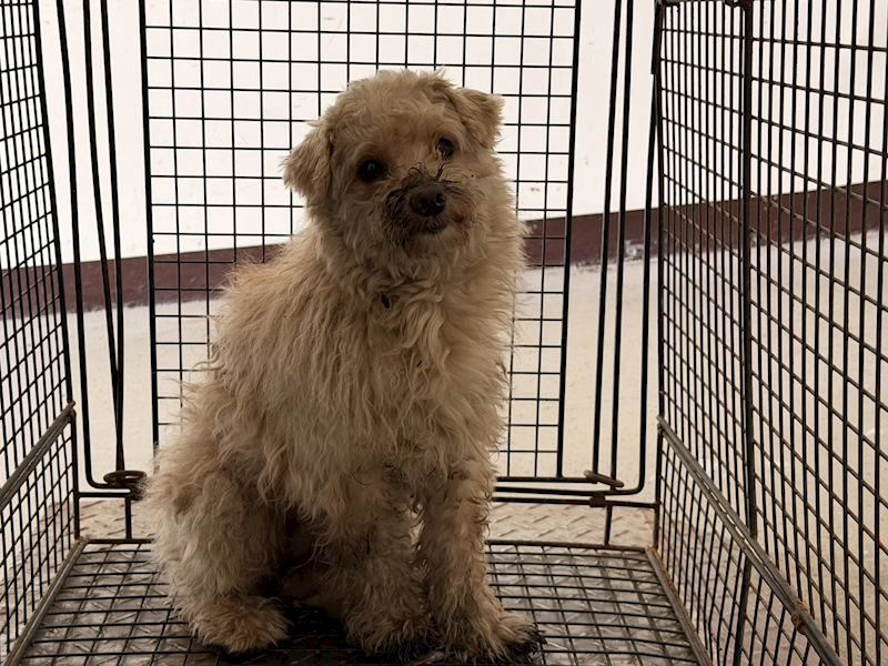 桃園市動物保護教育園區,編號:450078, 貴賓犬        