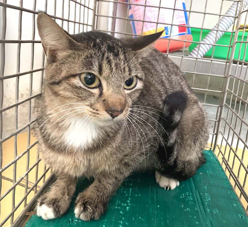 臺北市動物之家,編號:440854, 混種貓                 