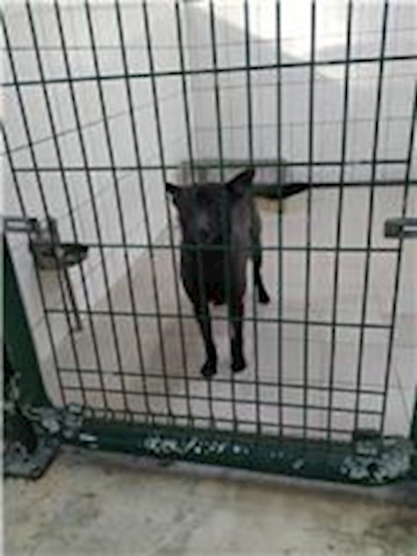 連江縣動物之家,編號:96864, 混種犬          