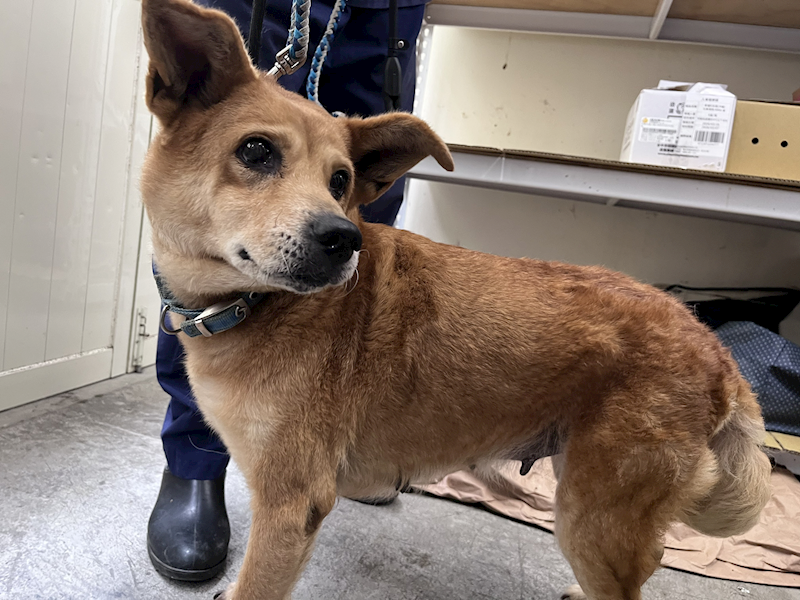 臺北市動物之家,編號:443792, 混種犬          