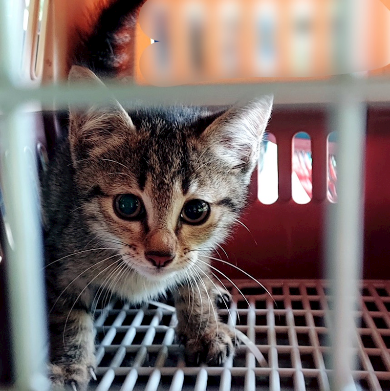 新北市新店區公立動物之家,編號:450315, 混種貓                 