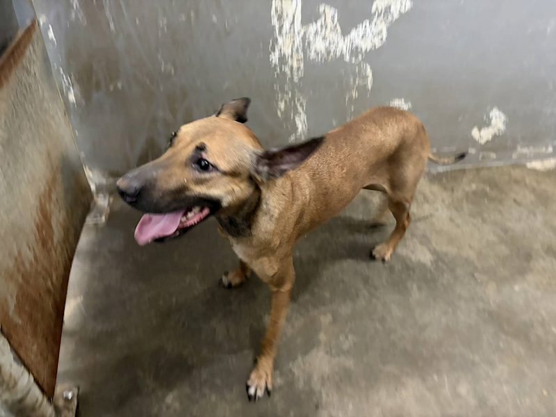 新竹市動物保護教育園區,編號:448941, 混種犬          