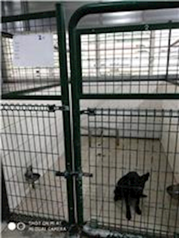 連江縣動物之家,編號:75448, 混種犬          