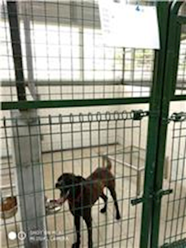 連江縣動物之家,編號:55205, 混種犬          