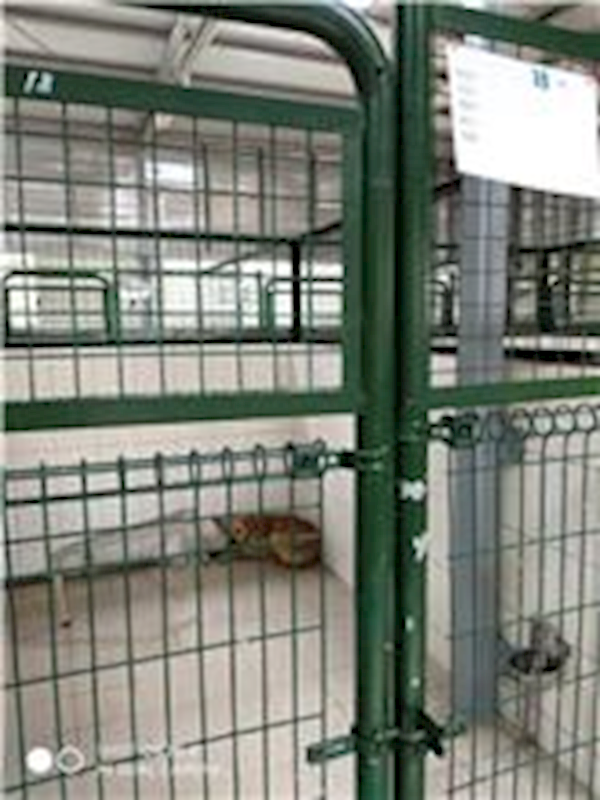 連江縣動物之家,編號:47610, 混種犬          