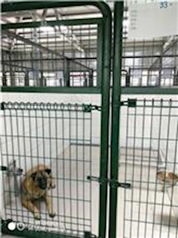 連江縣動物之家,編號:51511, 混種犬          