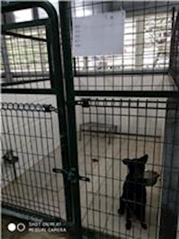 連江縣動物之家,編號:75449, 混種犬          
