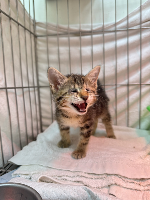 新北市八里區公立動物之家,編號:450231, 混種貓                 