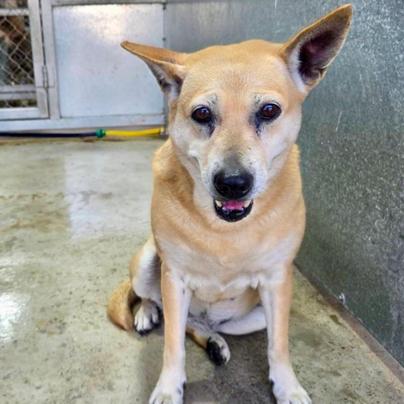 臺北市動物之家,編號:442866, 混種犬          