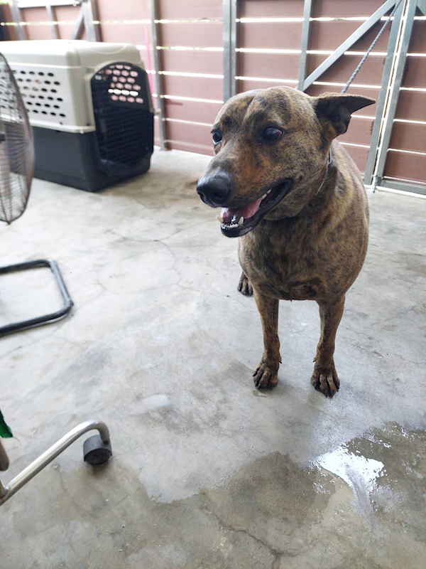 新北市五股區公立動物之家,編號:446501, 混種犬          