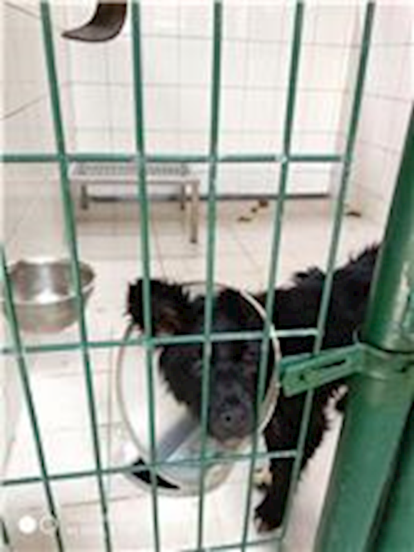 連江縣動物之家,編號:47614, 混種犬          