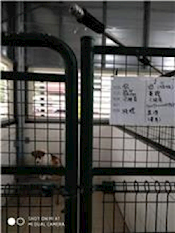 連江縣動物之家,編號:65914, 混種犬          