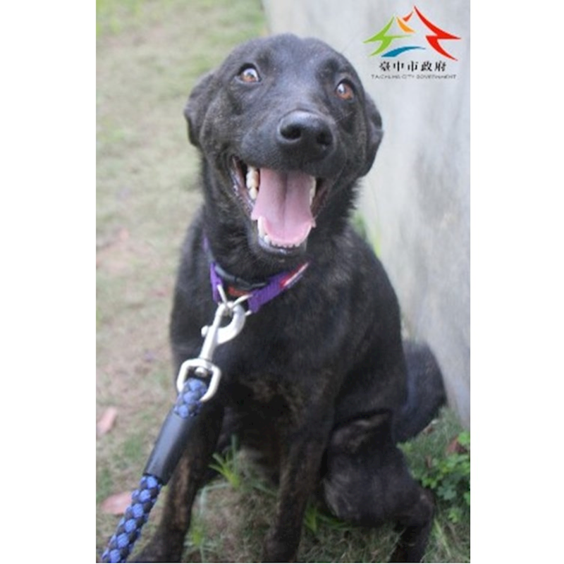 臺中市動物之家后里園區,編號:445790, 混種犬          