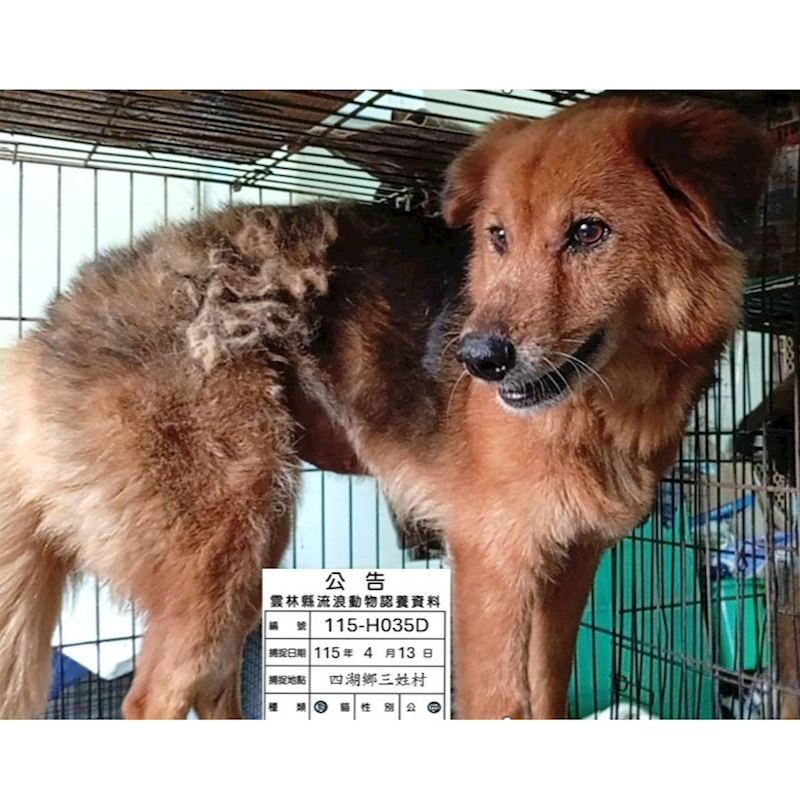 雲林縣流浪動物收容所,編號:449904, 混種犬          