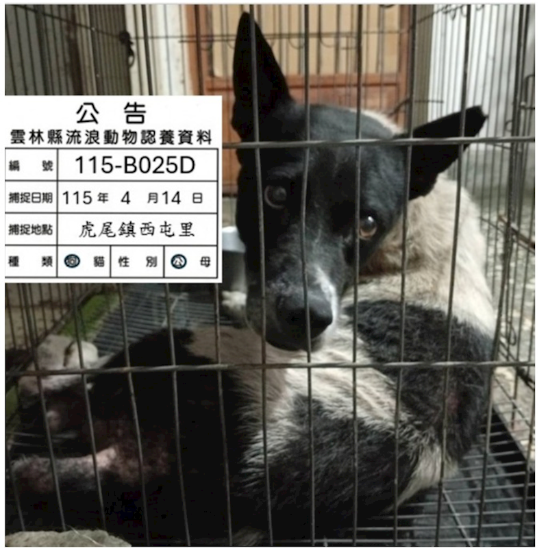 雲林縣流浪動物收容所,編號:449898, 混種犬          
