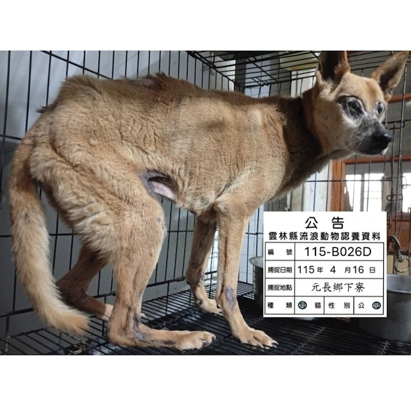 雲林縣流浪動物收容所,編號:449900, 混種犬          