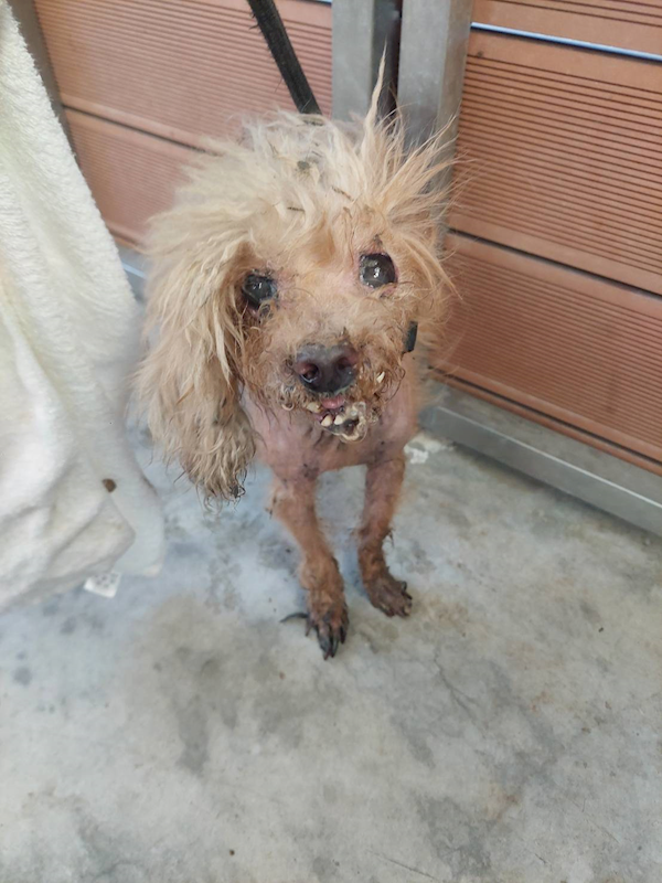 新北市五股區公立動物之家,編號:445156, 貴賓犬        