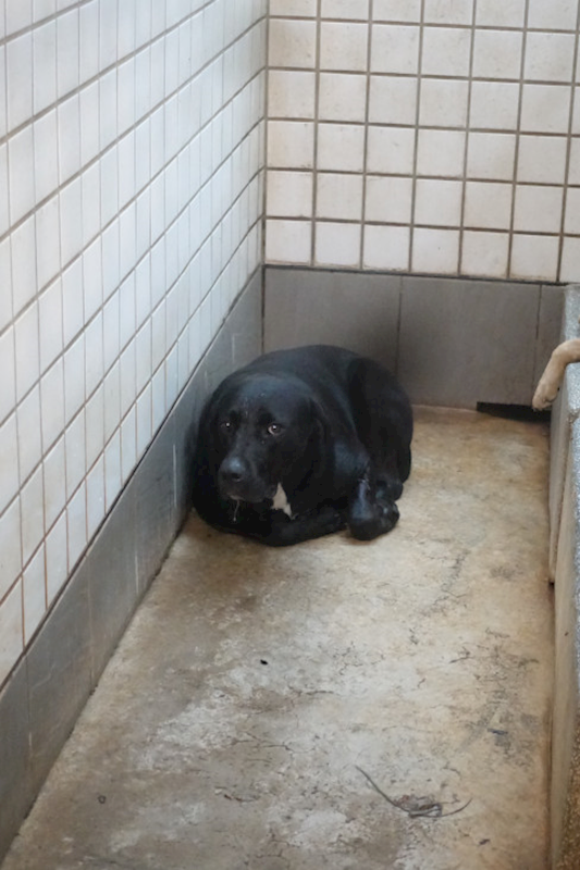 宜蘭縣流浪動物中途之家,編號:450412, 混種犬          