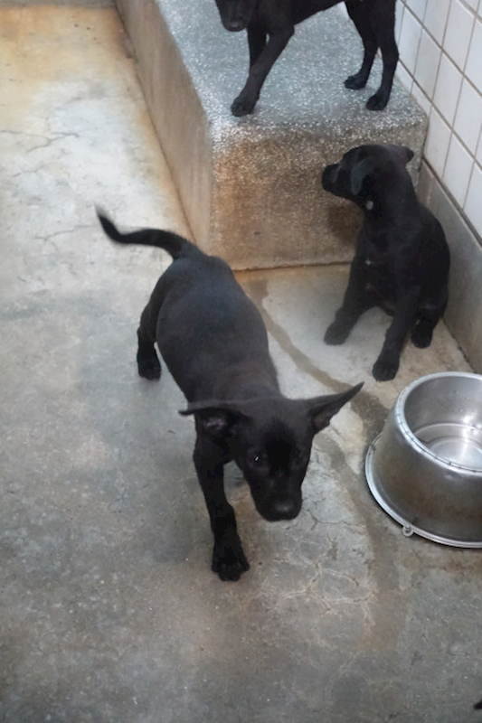 宜蘭縣流浪動物中途之家,編號:450309, 混種犬          