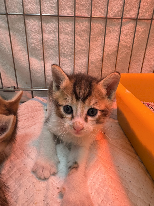 新北市八里區公立動物之家,編號:450359, 混種貓                 