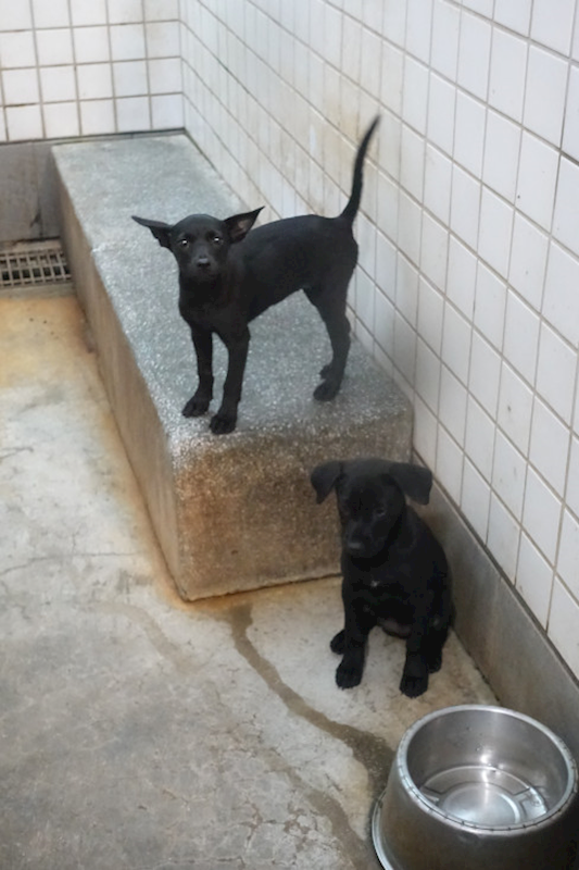 宜蘭縣流浪動物中途之家,編號:450304, 混種犬          