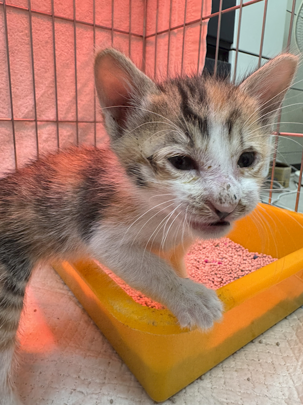 新北市八里區公立動物之家,編號:450360, 混種貓                 