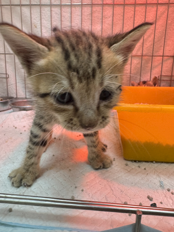 新北市八里區公立動物之家,編號:450362, 混種貓                 