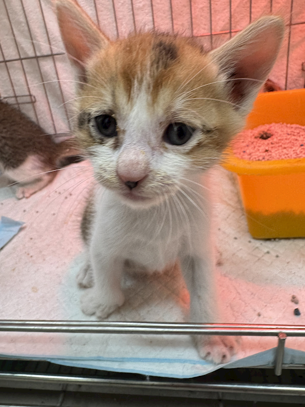 新北市八里區公立動物之家,編號:450364, 混種貓                 