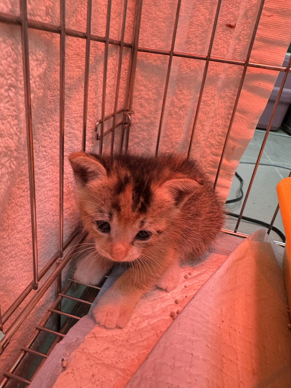 新北市八里區公立動物之家,編號:450365, 混種貓                 
