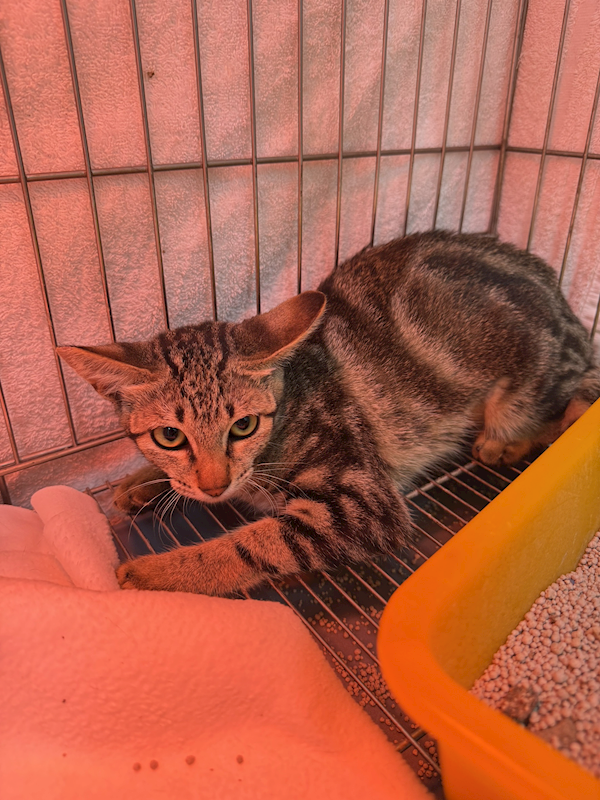 新北市八里區公立動物之家,編號:450367, 混種貓                 