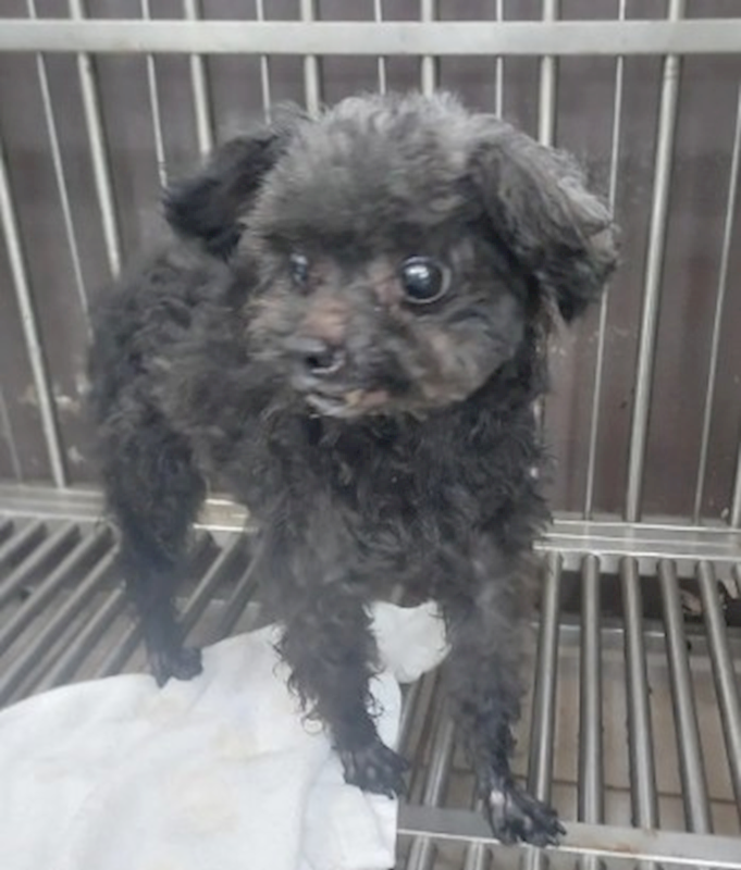 新北市五股區公立動物之家,編號:448802, 玩具貴賓犬