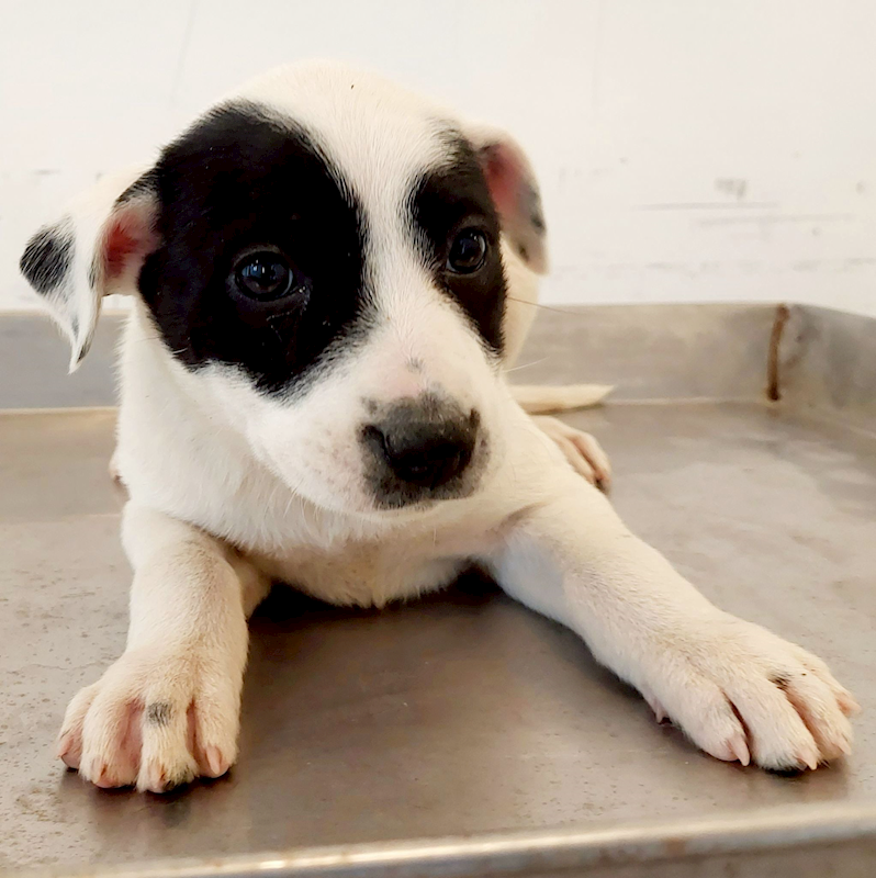 花蓮縣狗貓躍動園區,編號:442139, 混種犬          