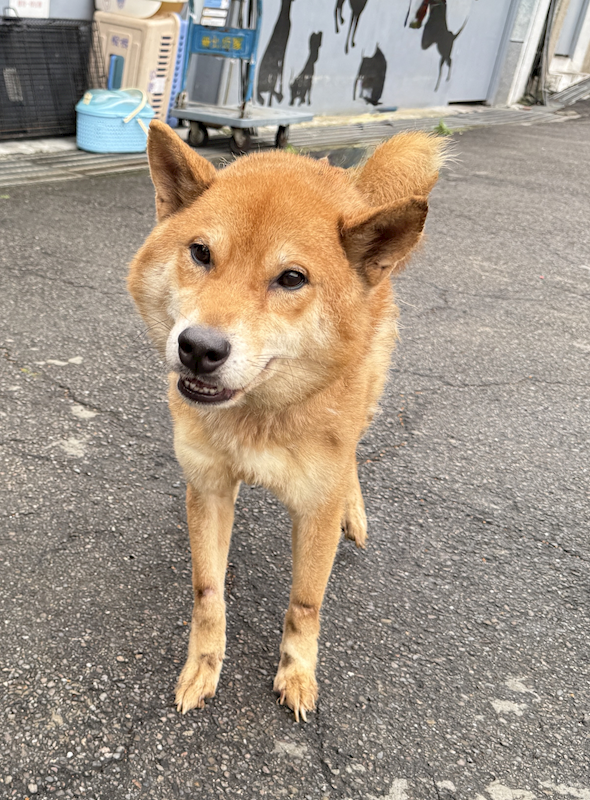 新北市板橋區公立動物之家,編號:444531, 柴犬                  