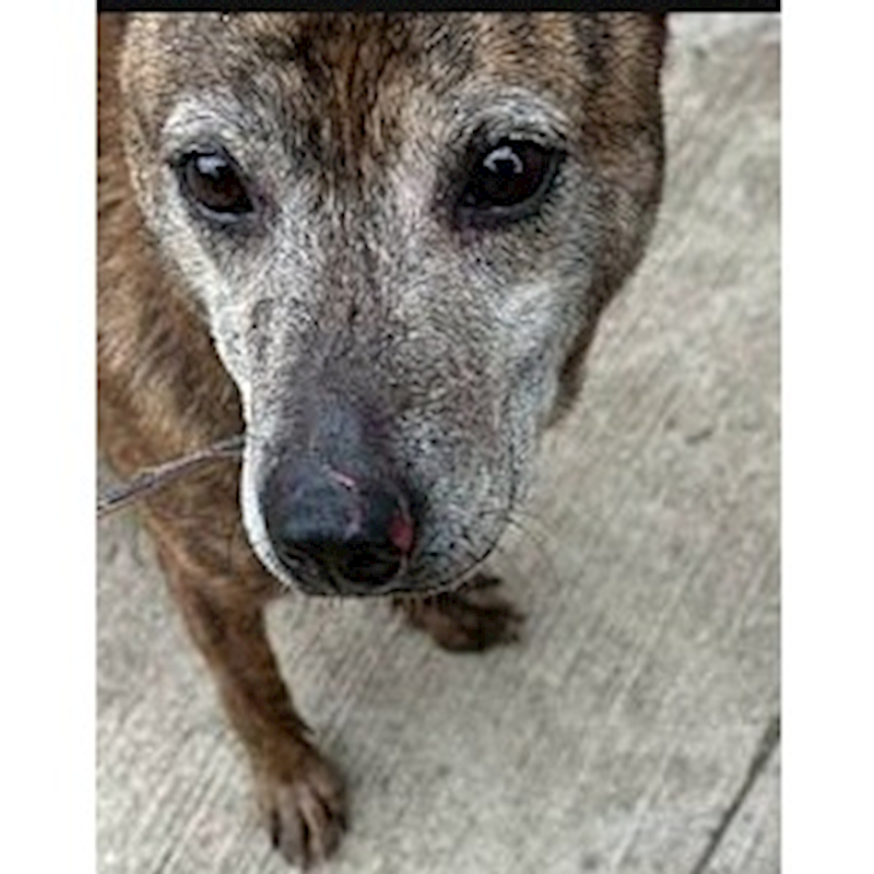 連江縣動物之家,編號:55203, 混種犬          