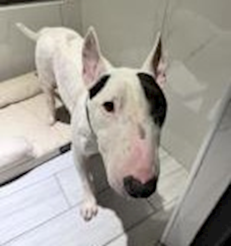 桃園市動物保護教育園區,編號:450241, 牛頭梗