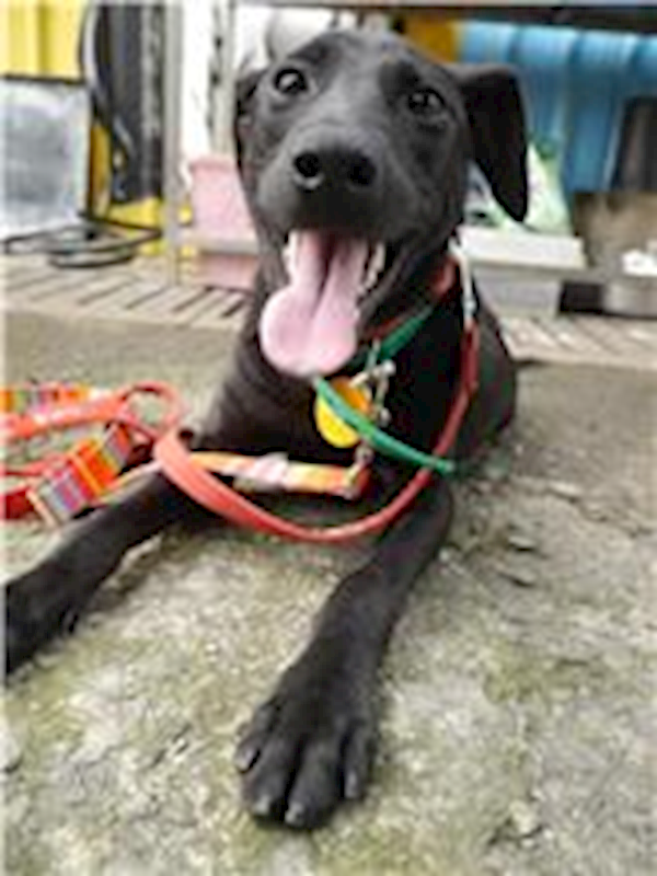 屏東縣公立犬貓中途之家,編號:64905, 混種犬          