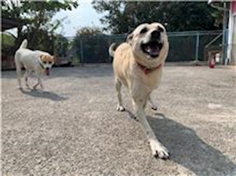 屏東縣公立犬貓中途之家,編號:64654, 混種犬          