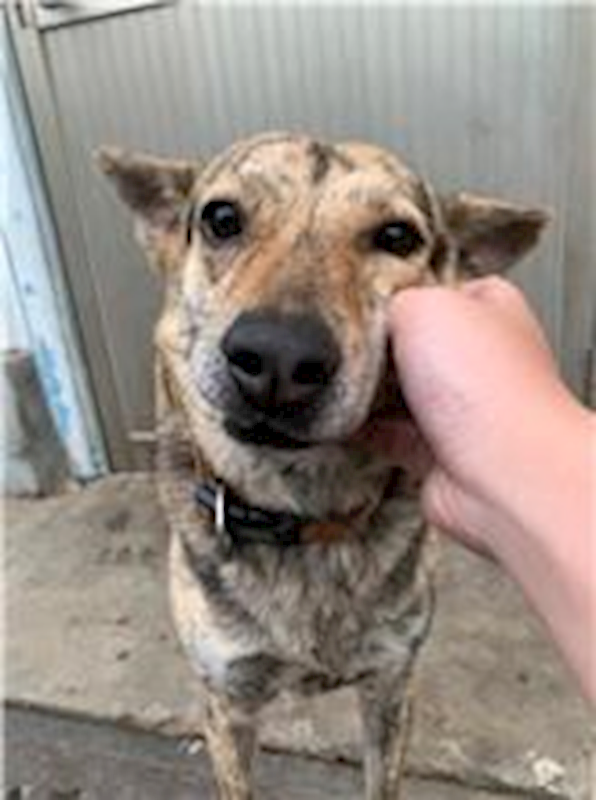 屏東縣公立犬貓中途之家,編號:64796, 混種犬          