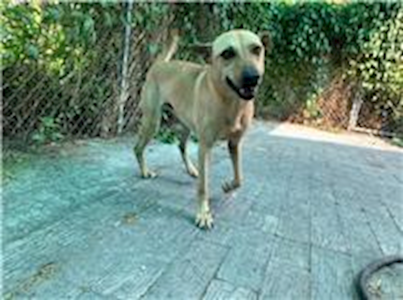 屏東縣公立犬貓中途之家,編號:64647, 混種犬          