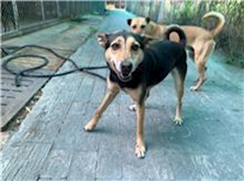 屏東縣公立犬貓中途之家,編號:64795, 混種犬          